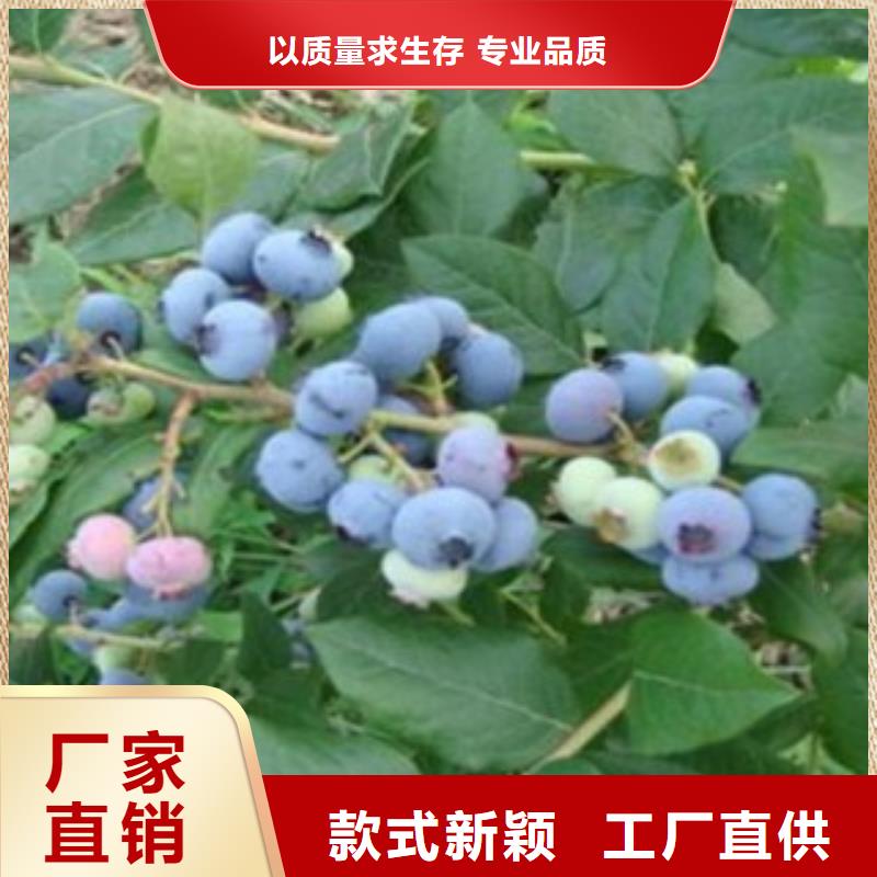 蓝莓苗梨树苗质量优价格低