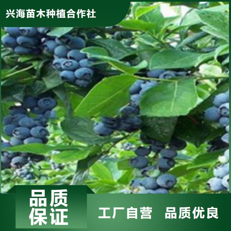 蓝莓苗梨树苗质量优价格低