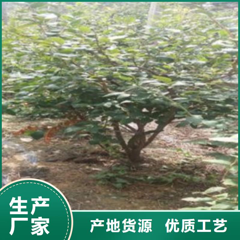 蓝莓苗梨树苗质量优价格低