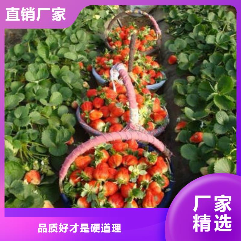 草莓苗花椒苗批发价格