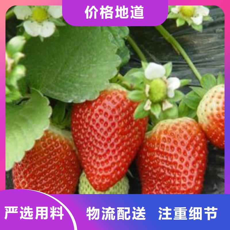 草莓苗花椒苗批发价格