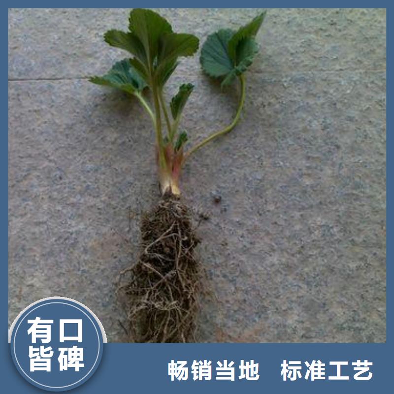 草莓苗花椒苗批发价格