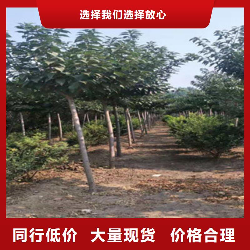 樱花蓝莓苗源头厂商