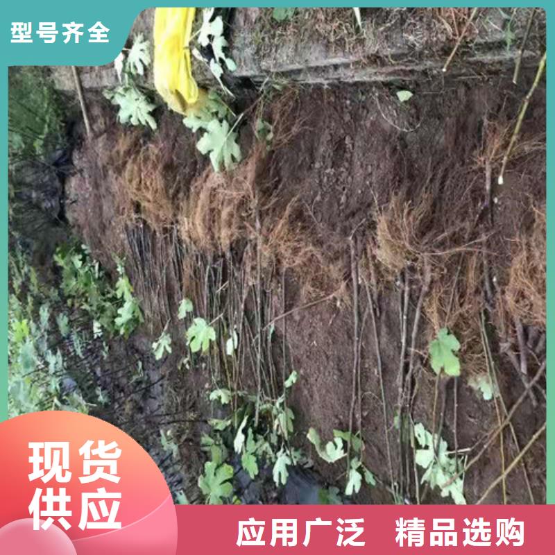 无花果草莓苗实地大厂