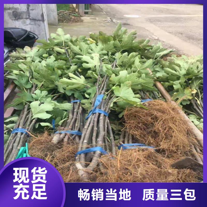 无花果草莓苗实地大厂