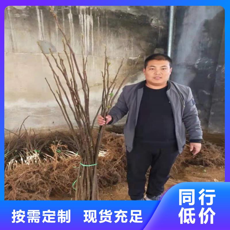 无花果草莓苗实地大厂