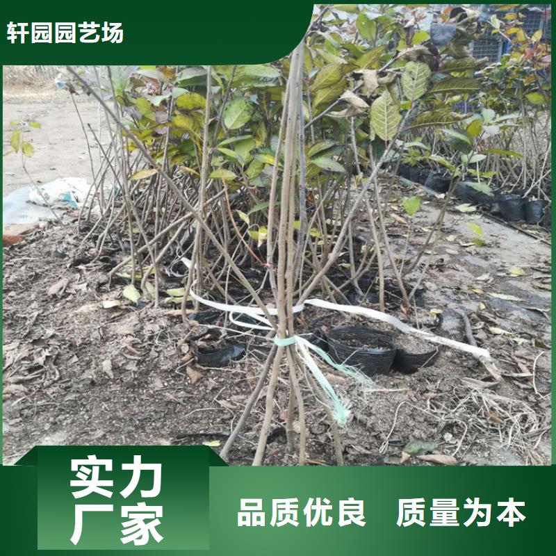 北美冬青西瓜苗追求细节品质