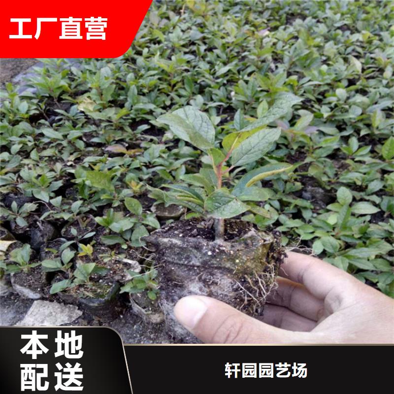 北美冬青西瓜苗追求细节品质