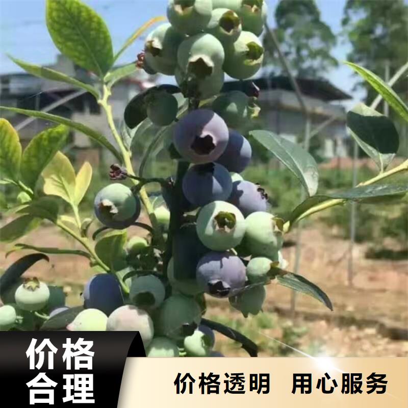 蓝莓苗梨树苗支持加工定制