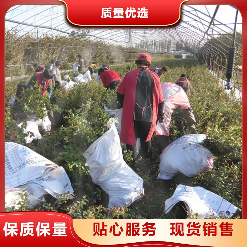 蓝莓苗梨树苗支持加工定制