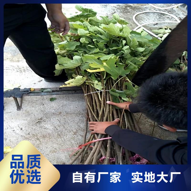 无花果-蓝莓苗一站式采购