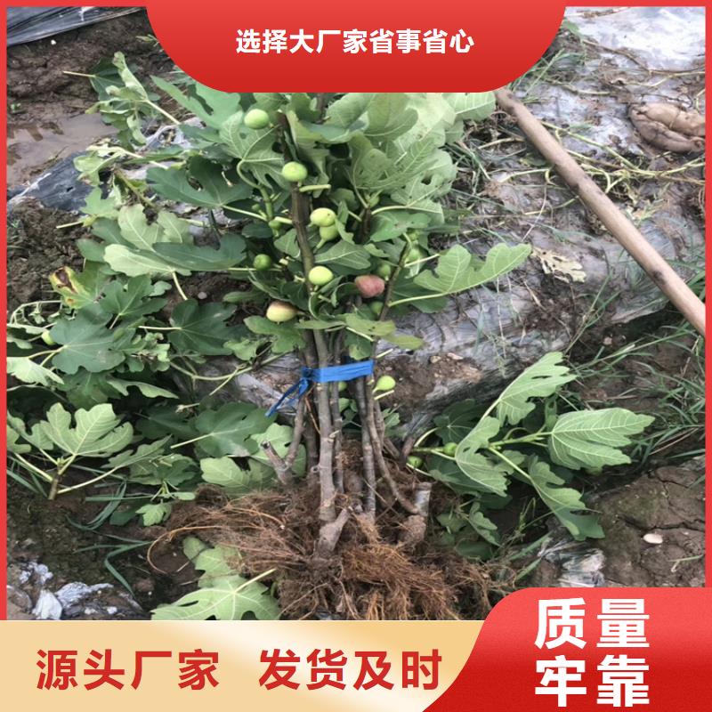 无花果-蓝莓苗一站式采购