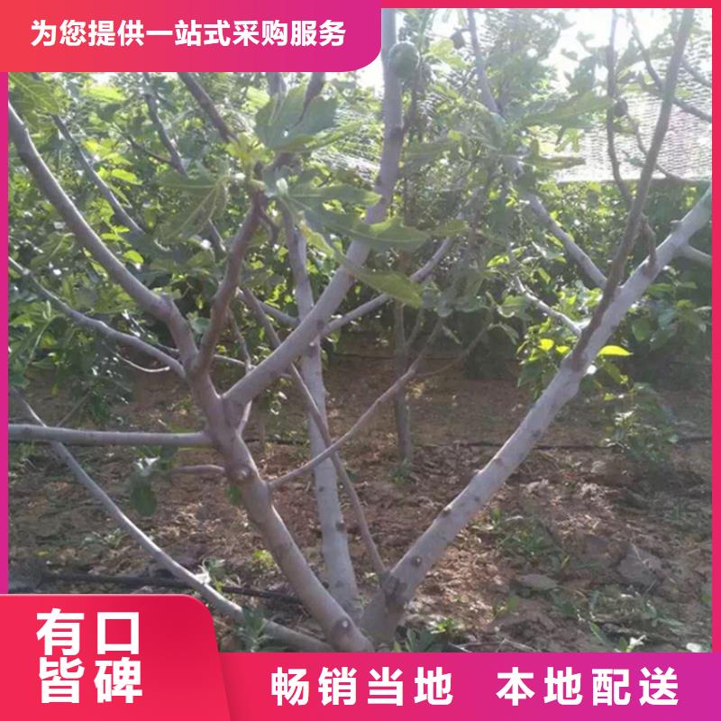 无花果,樱桃苗原厂制造