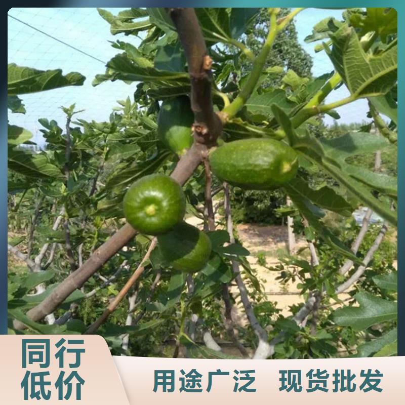 无花果,樱桃苗原厂制造