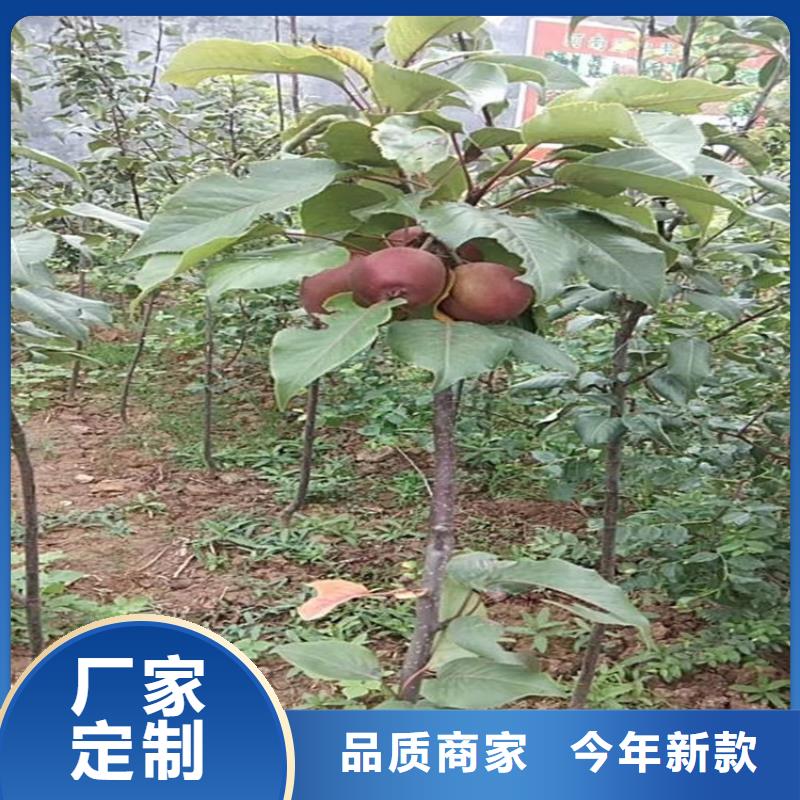 苹果_樱桃苗来图定制量大从优