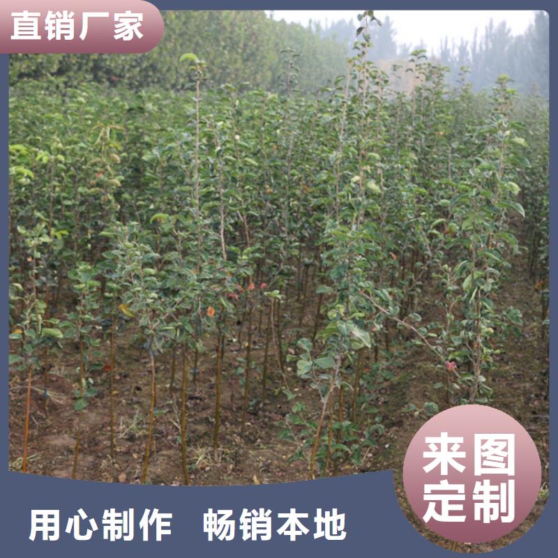 苹果_樱桃苗来图定制量大从优