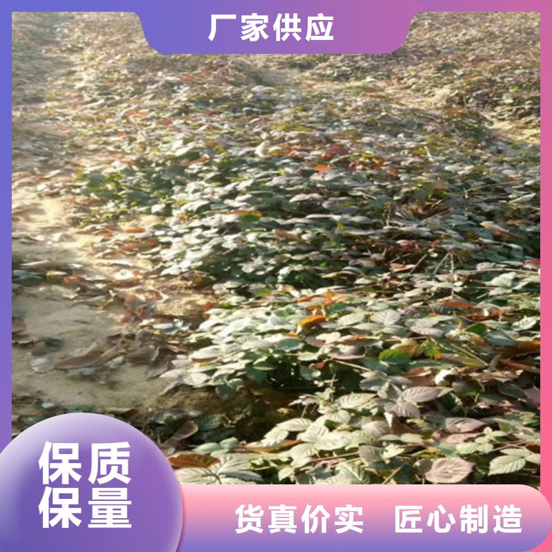 树莓-樱桃苗价格合理