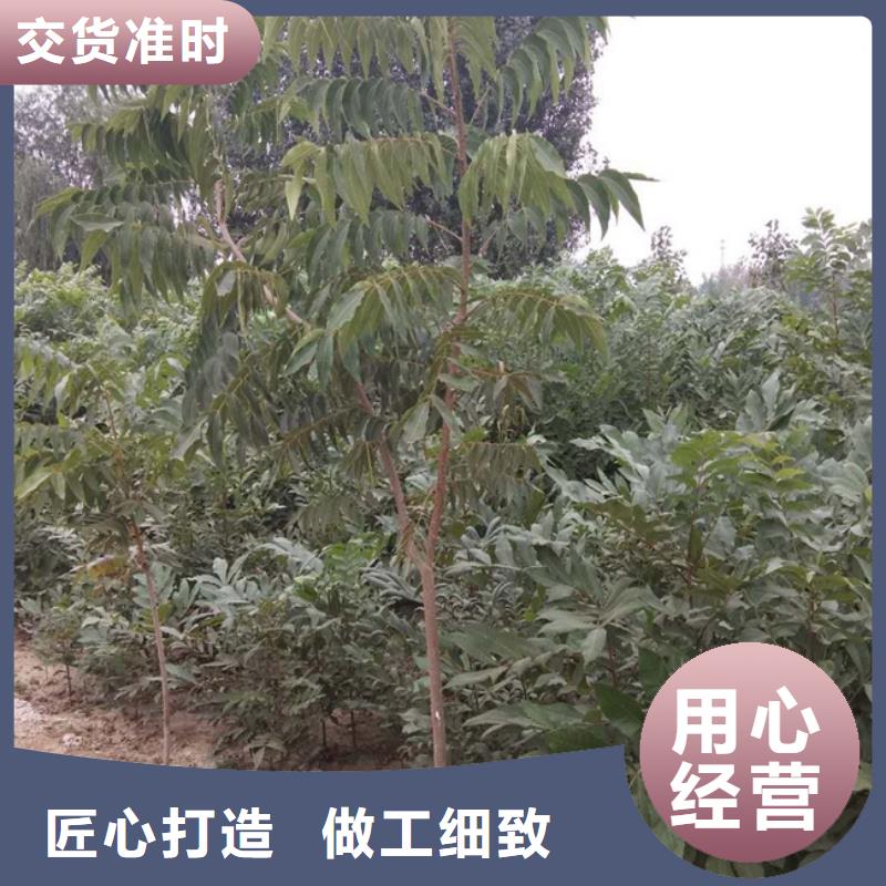 【碧根果】草莓苗现货直发