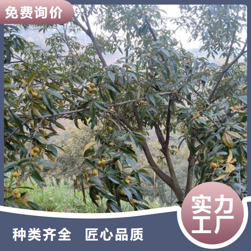 【碧根果】草莓苗现货直发