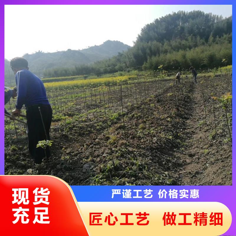 【碧根果】草莓苗现货直发