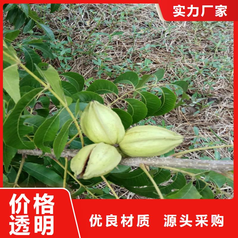 【碧根果】草莓苗现货直发