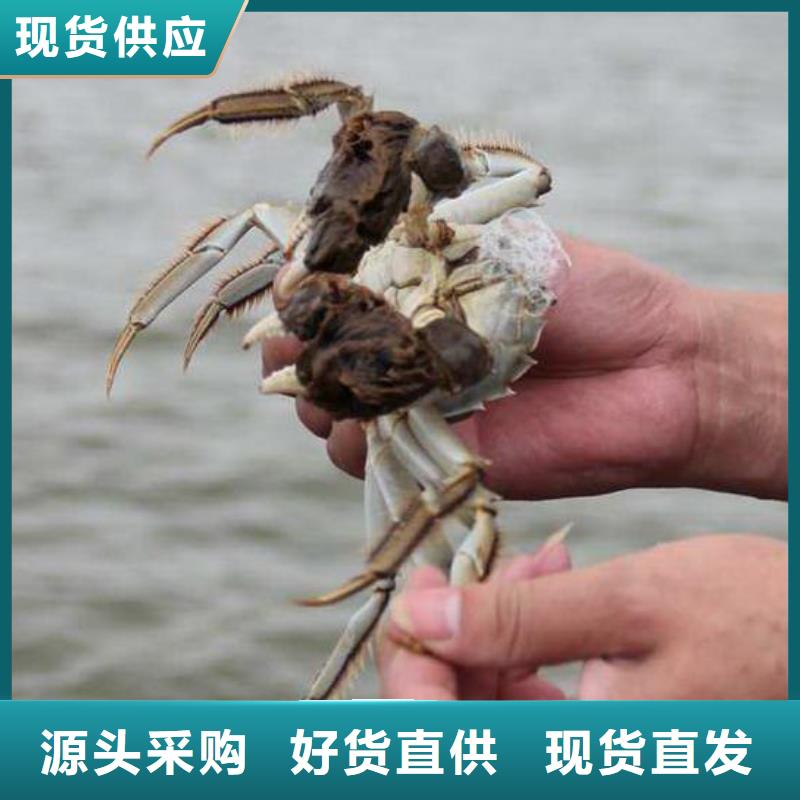 江苏阳澄湖大闸蟹哪家正宗