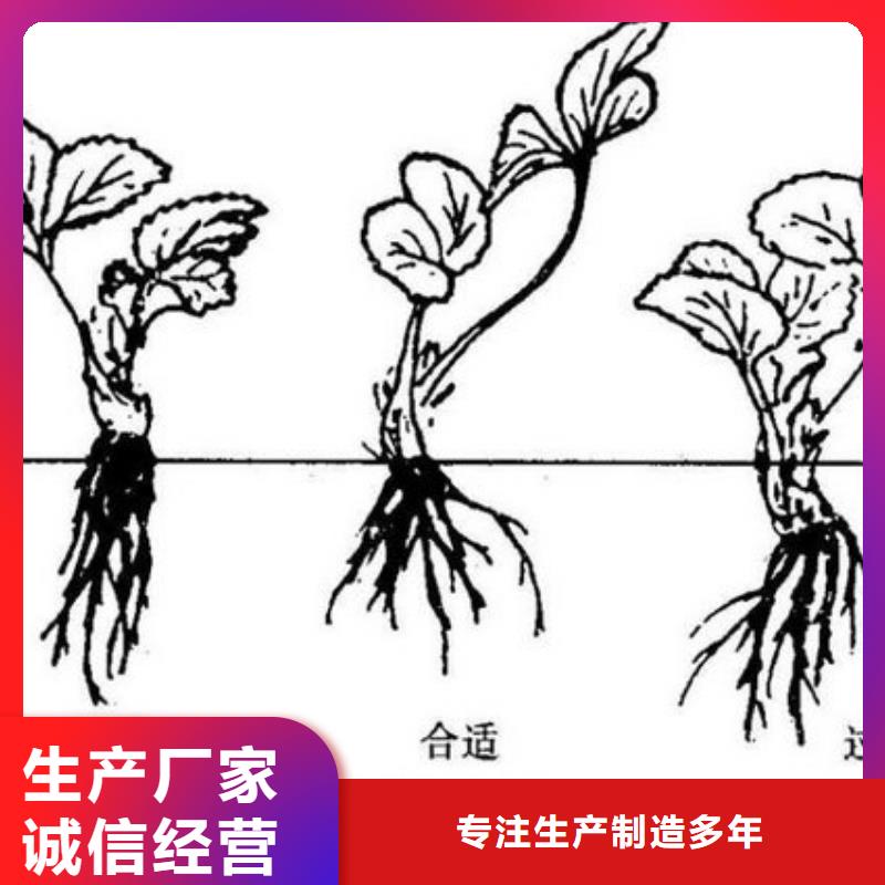 草莓苗梨树苗基地源厂直接供货