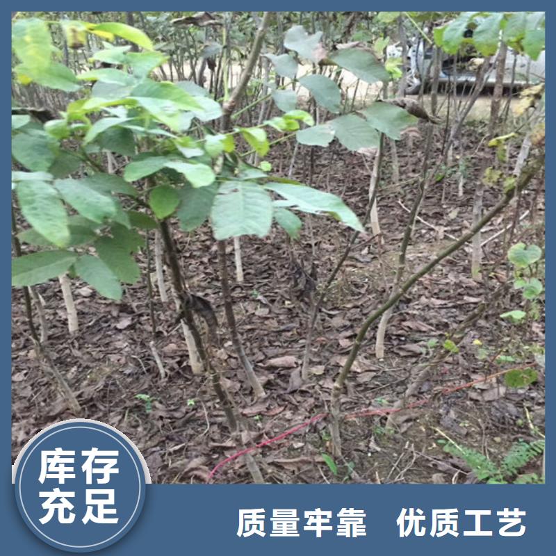 核桃苗大棚草莓苗源厂定制