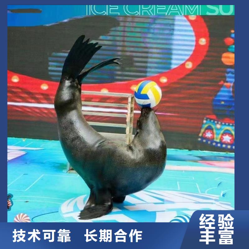 【海洋主题动物表演海狮表演出租专业公司】