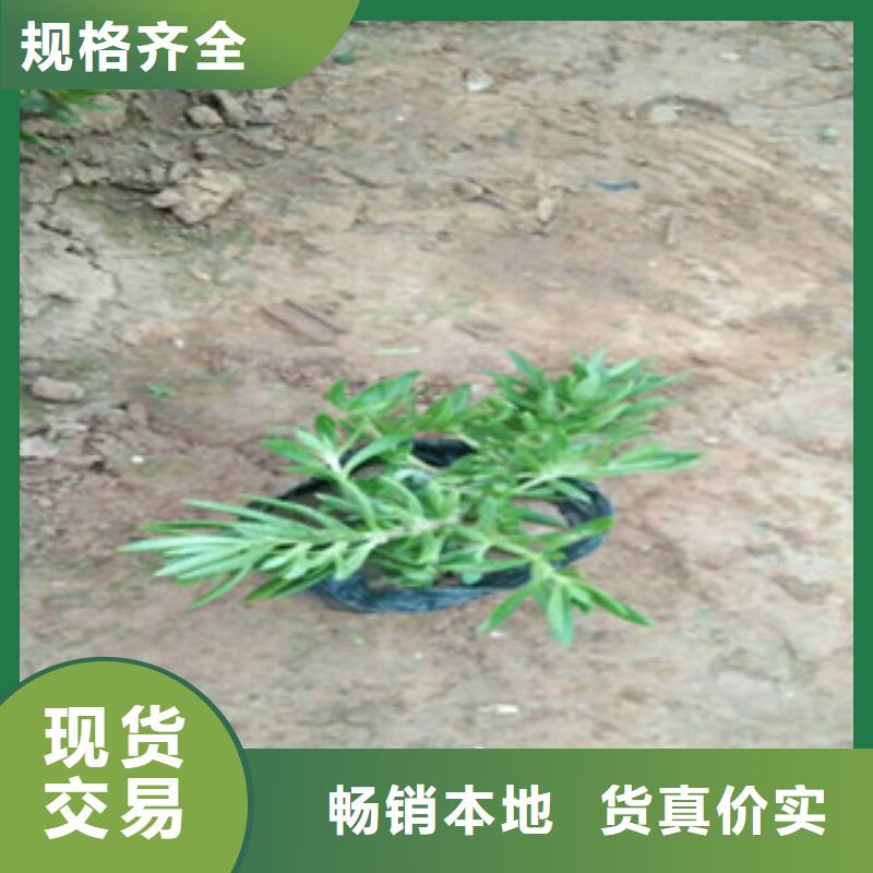 时令草花鲁冰花/粉黛乱子草出货快