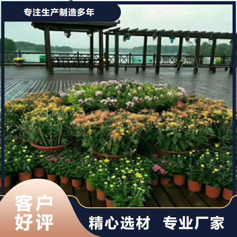 时令草花五一国庆草花批发厂家直销省心省钱