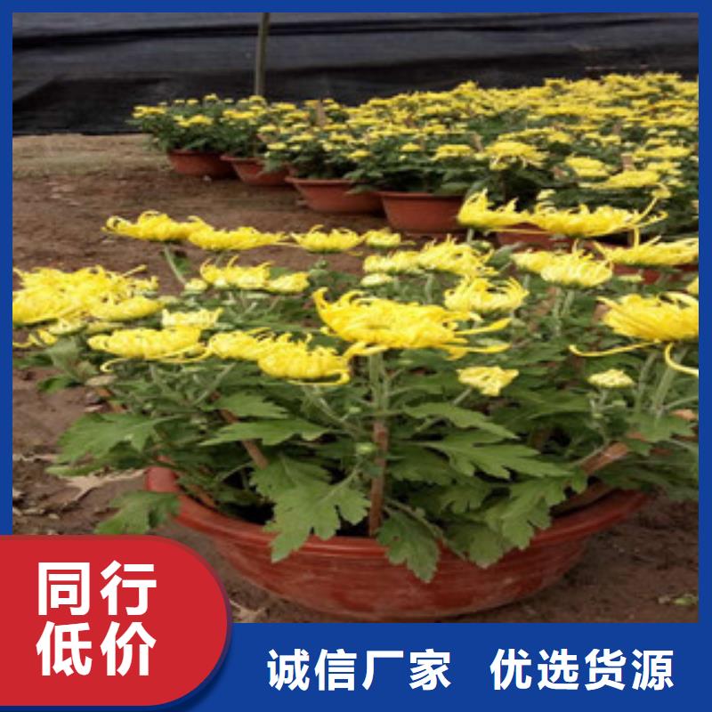 时令草花鲁冰花/粉黛乱子草按需定做