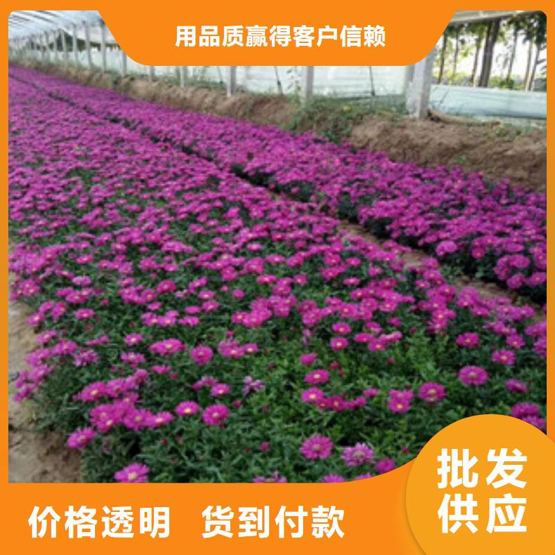 时令草花鲁冰花/粉黛乱子草出货快