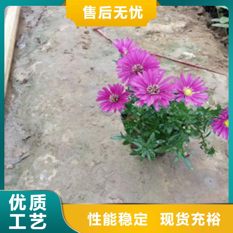 时令草花鲁冰花/粉黛乱子草按需定做