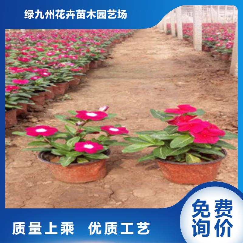 时令草花鲁冰花/粉黛乱子草按需定做