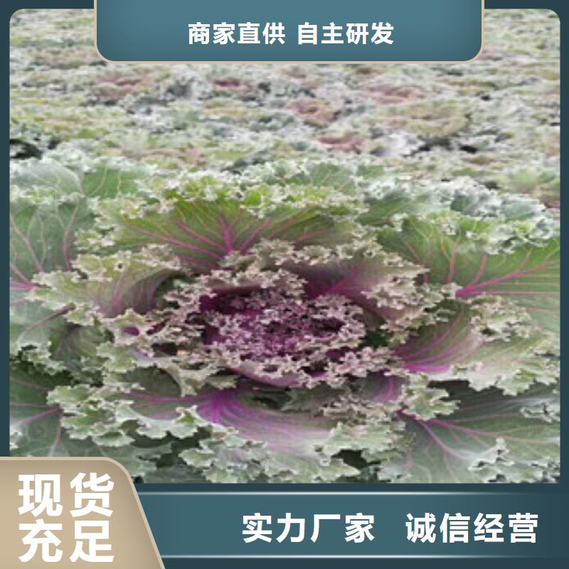 时令草花五一国庆草花批发厂家直销省心省钱