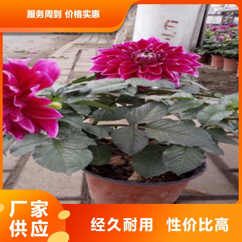 时令草花鲁冰花/粉黛乱子草出货快