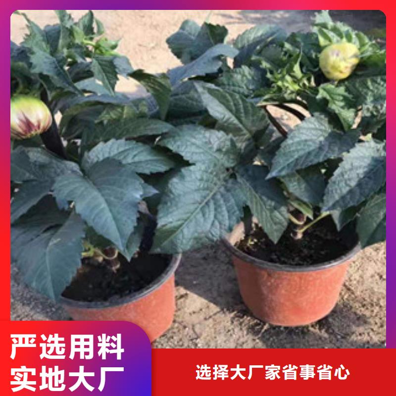 宿根花卉-耐寒耐旱草花基地商家直供