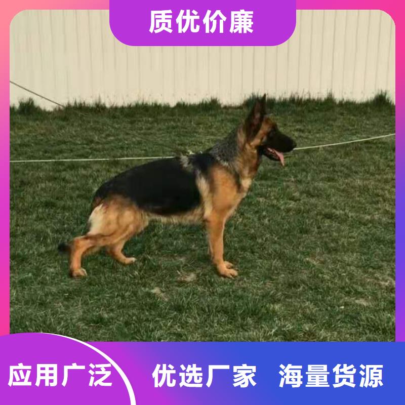 【德国牧羊犬卡斯罗犬产品实拍】