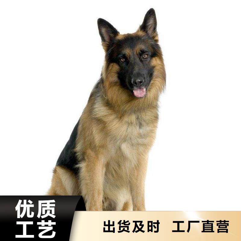 德国牧羊犬【杜宾犬】现货充足