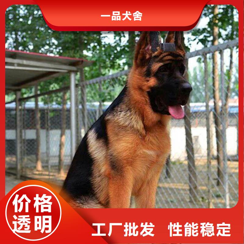 【德国牧羊犬卡斯罗犬产品实拍】