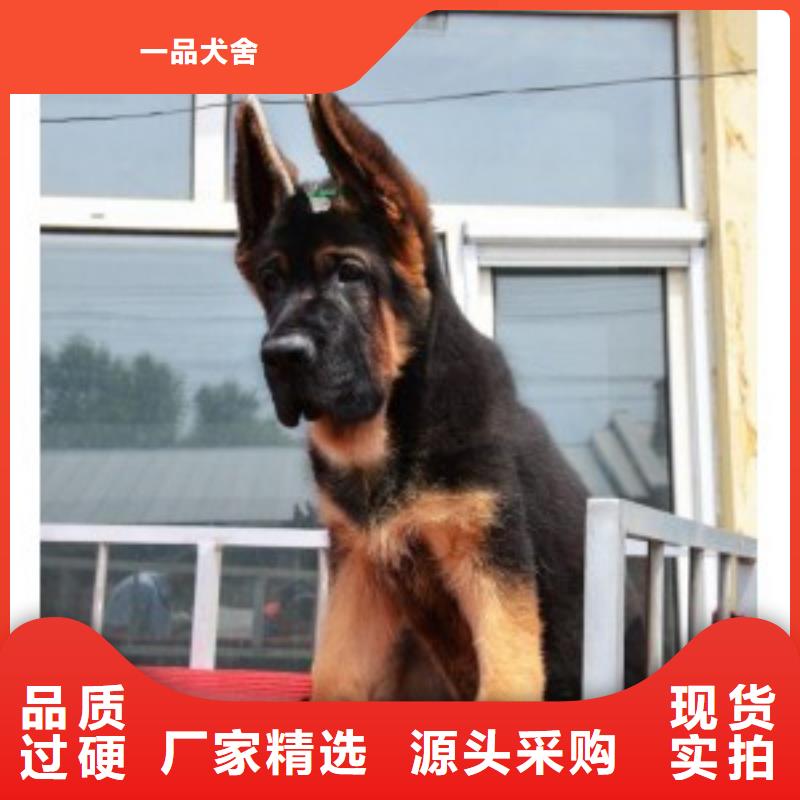 【德国牧羊犬卡斯罗犬产品实拍】