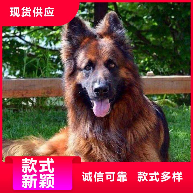 【德国牧羊犬卡斯罗犬产品实拍】